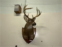 Nicely Mounted 10 Point Buck