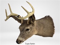 White Tail Deer Head Taxidermy Trophy Wall Mount