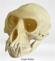 Genuine Monkey Skull