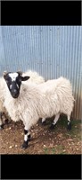Scottish black ewe Exposed to Valais & Babydoll