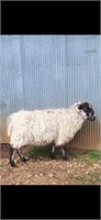 Scottish black ewe exposed to Valais & Babydoll