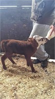 Mini Hereford/Highland bottle baby bull calf