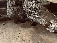 Male African crested porcupine 3mo old tame