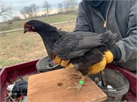 Barnyard mix hatched 1/15/24