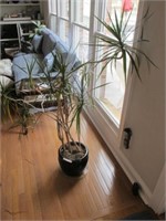POTTED PLANT BELIEVED TO BE DRAGON TREE APPROX 62"