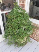 LARGE PLASTIC PLANTER WITH IVY