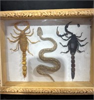 Taxidermy Snake & Scorpions Shadow Box