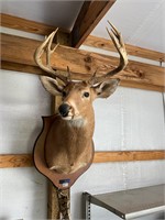 Deer Mount - 11 point Buck