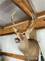 Deer Mount- 6 point Buck