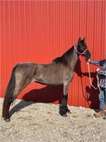 Bella (Blue Roan Mare)