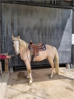 Riddler (palomino gelding)