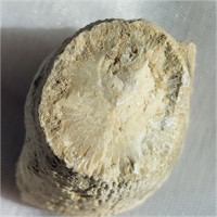 Horn Coral Fossil in Limestone