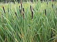 cattail reed