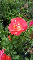 coral cove rose bushes