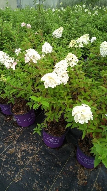 trees shrubs and water plants sale