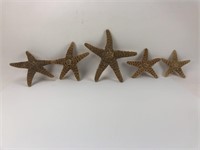 Lot of Sugar Starfish Naturally Dried