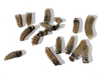 Rattlesnake rattle tails