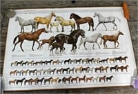 Horses of the World poster 24”x36”