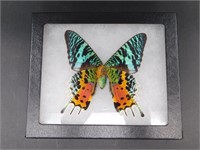 SUNSET MOTH DISPLAY TAXIDERMY