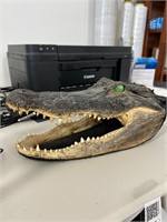 Crocodile Head