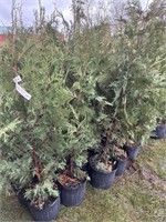 10 3gal pots of black cedars