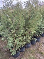 10 3gal pots of black cedars