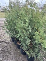 10 3gal pots of black cedars