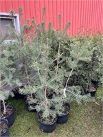 10 5gal pots of scots pine