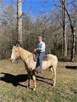 Palomino Paint Gelding