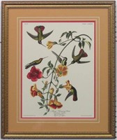 MANGO HUMMINGBIRD GICLEE BY JOHN J. AUDUBON