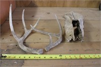 Deer Antlers and Skull