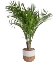 TE5601  Costa Farms Majesty Palm, 36-Inch Tall