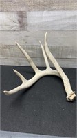5 Point White Tail Deer's Shed Antler
