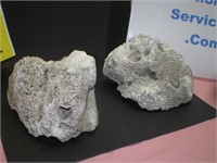Sea Sponge Fossils