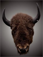 Fabulous bison shoulder mount in excellent conditi