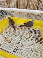A proven pair of Red Diamond Doves.