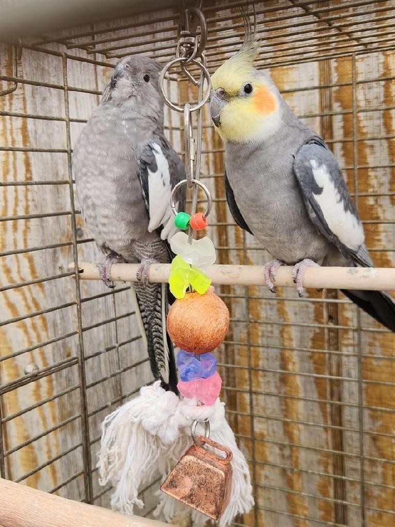A proven pair of White-faced Cockatiels.