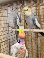 A proven pair of White-faced Cockatiels.