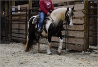 Gypsy Vanner Gelding