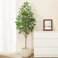 TN5098  DR.Planzen Ficus Tree, 5FT Tall