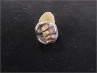 14kt Gold Tooth 5.3gr TW