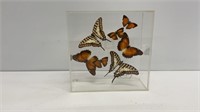Framed taxidermy butterflies 7x7