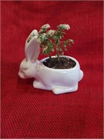 Succulent Bunny by Amy VanVorhis