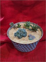 Blue Sand Succulent in Planter