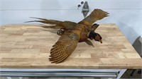 Pheasant Mount