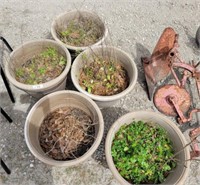 GROUP OF PLANTERS