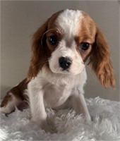 Male-Cavalier King Charles Puppy- Born Dec 12/23
