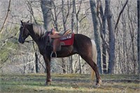 3Yr Rocky Mountain Gelding