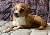 Female-Chihuahua-Intact, red & white