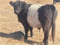 (VIC) 2 MINI BELTED GALLOWAYS